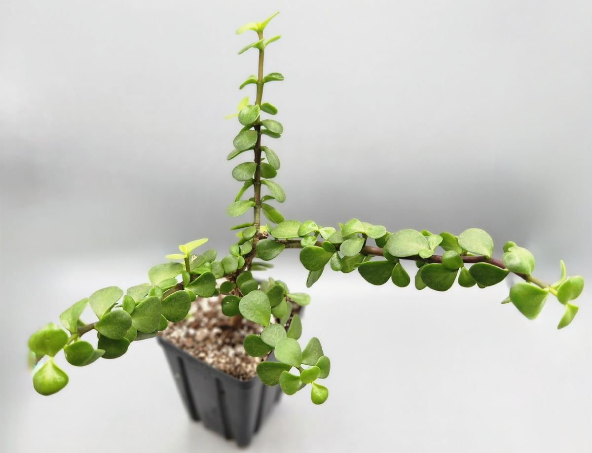 Portulacaria afra