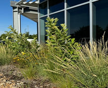 Load image into Gallery viewer, In Good Company - Plant Power Pack
