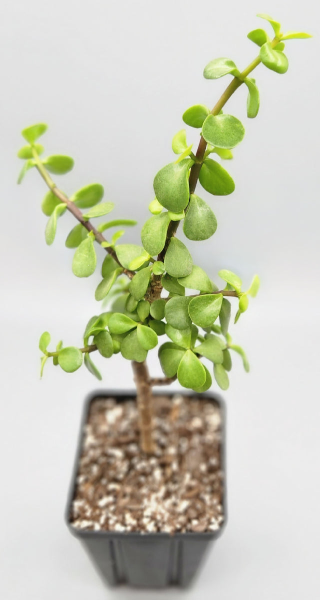 Portulacaria afra
