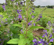Load image into Gallery viewer, Reclaim the Rain – Plant Power Pack