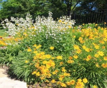 Load image into Gallery viewer, The Wanderer – Plant Power Pack