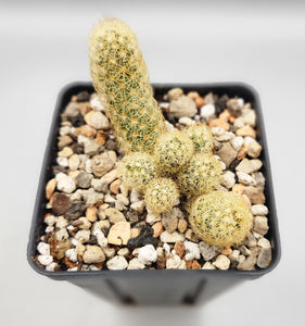 Mammillaria elongata - Ladyfinger cactus