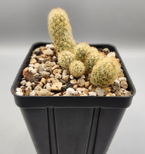 Load image into Gallery viewer, Mammillaria elongata - Ladyfinger cactus
