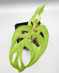 Monstera adansonii - swiss cheese plant