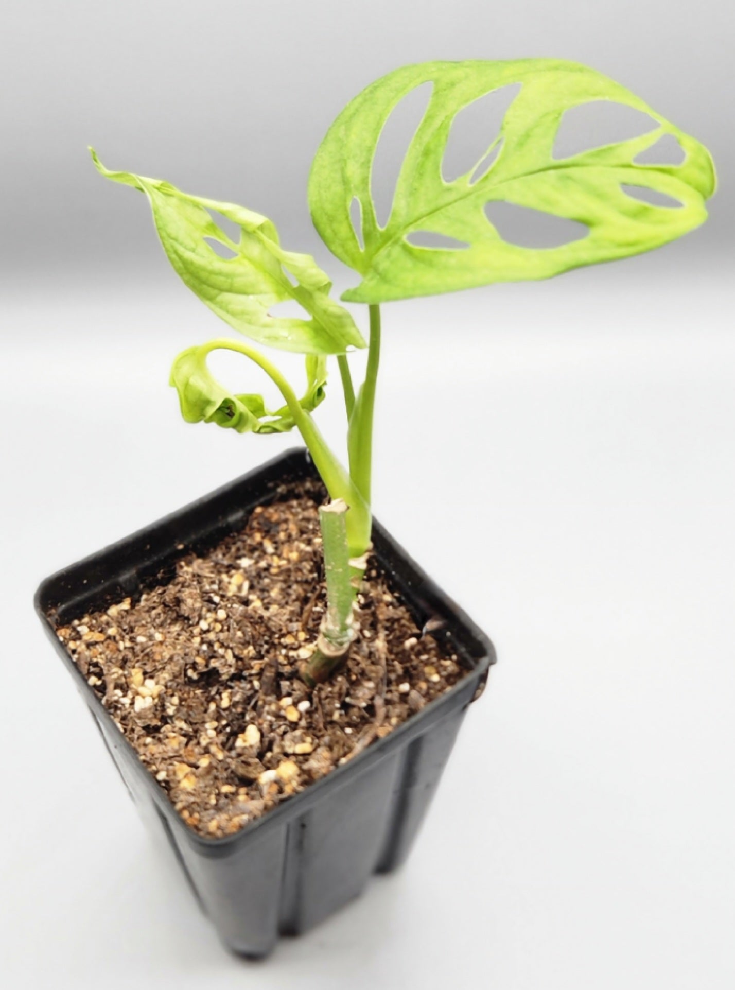 swiss cheese plant soil Monstera adansonii