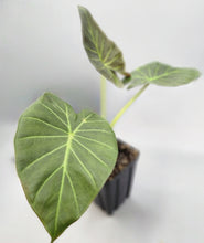 Load image into Gallery viewer, Alocasia - Regal Shield Elephant Ear
