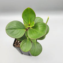 Load image into Gallery viewer, Peperomia obtusifolia - Baby Rubber Plant
