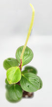 Load image into Gallery viewer, Peperomia obtusifolia - Baby Rubber Plant

