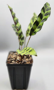Calathea lancifolia - Rattlesnake plant