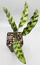 Load image into Gallery viewer, Calathea lancifolia - Rattlesnake plant
