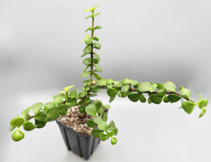 mini jade succulent Portulacaria afra