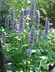 Agastache foeniculum - Anise Hyssop