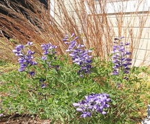 Load image into Gallery viewer, In Good Company - Plant Power Pack
