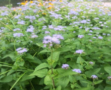 Load image into Gallery viewer, Reclaim the Rain – Plant Power Pack
