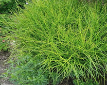 Load image into Gallery viewer, Reclaim the Rain – Plant Power Pack
