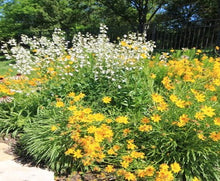 Load image into Gallery viewer, In Good Company - Plant Power Pack
