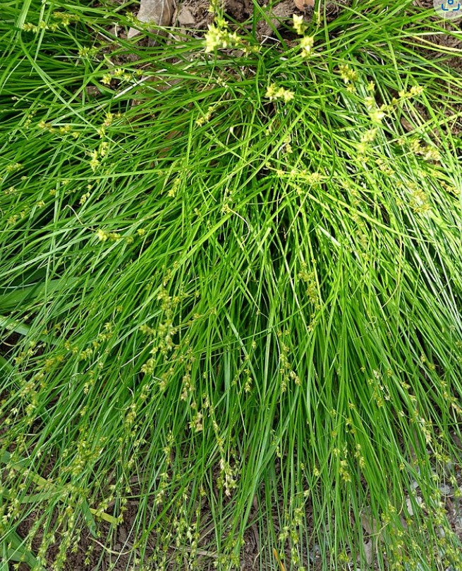 Carex radiata - Eastern Star Sedge – Green Thumb Gardens KC – Native ...