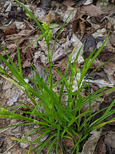 Carex Blanda - Woodland Sedge