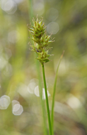 Carex Brevior - Plains Oval Sedge