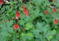 Aquilegia Canadensis - Wild Columbine