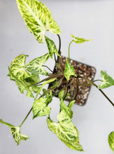 Load image into Gallery viewer, Syngonium Podophyllum - Arrowhead

