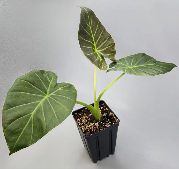 baby elephant ear plant Alocasia