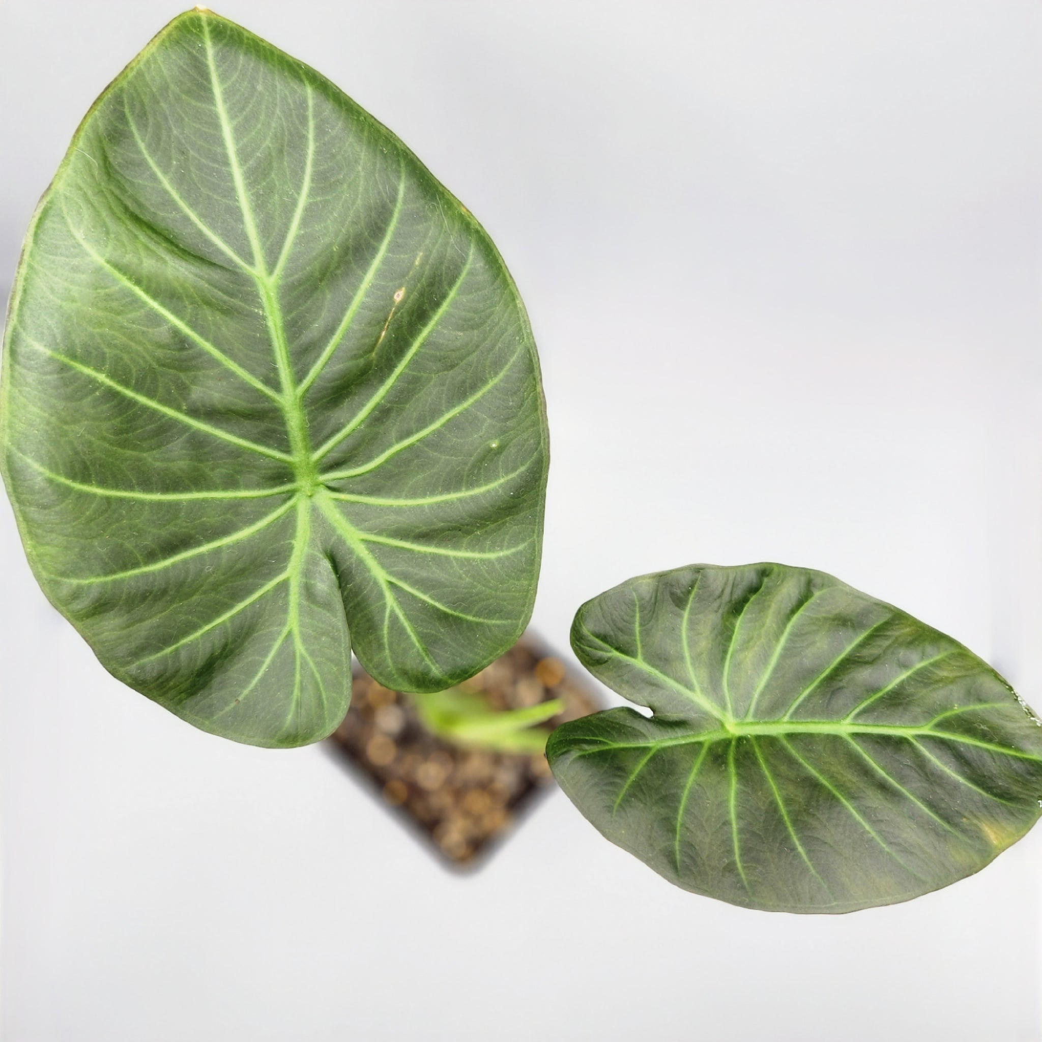 elephant ear plant alocasia regal shield Alocasia