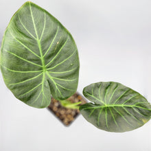 Load image into Gallery viewer, Alocasia - Regal Shield Elephant Ear
