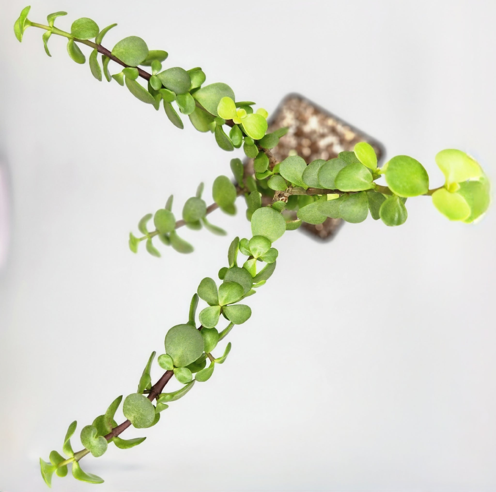jade elephant plant Portulacaria afra
