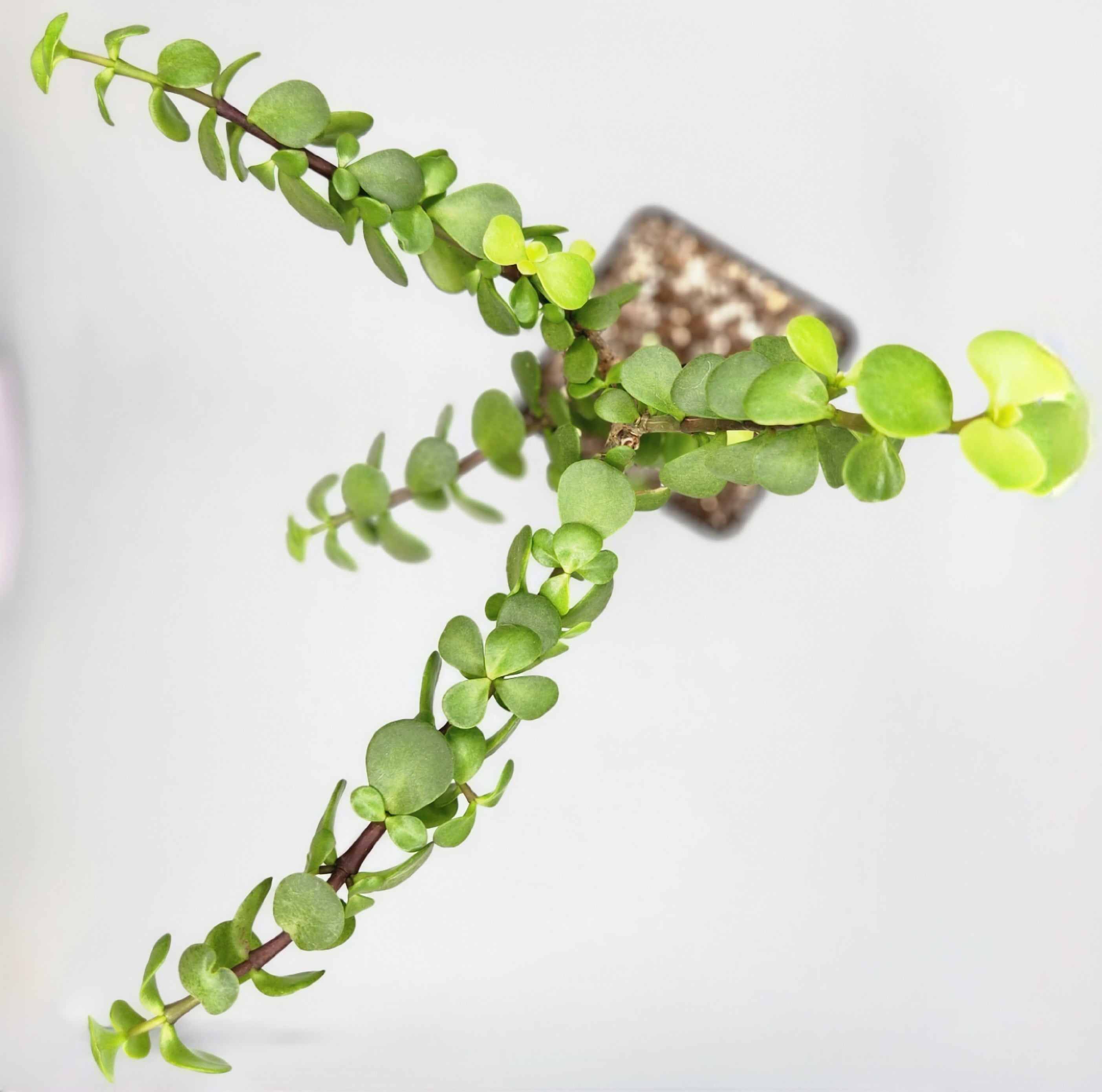 portulacaria afra 'decumbent' - miniature jade Portulacaria afra