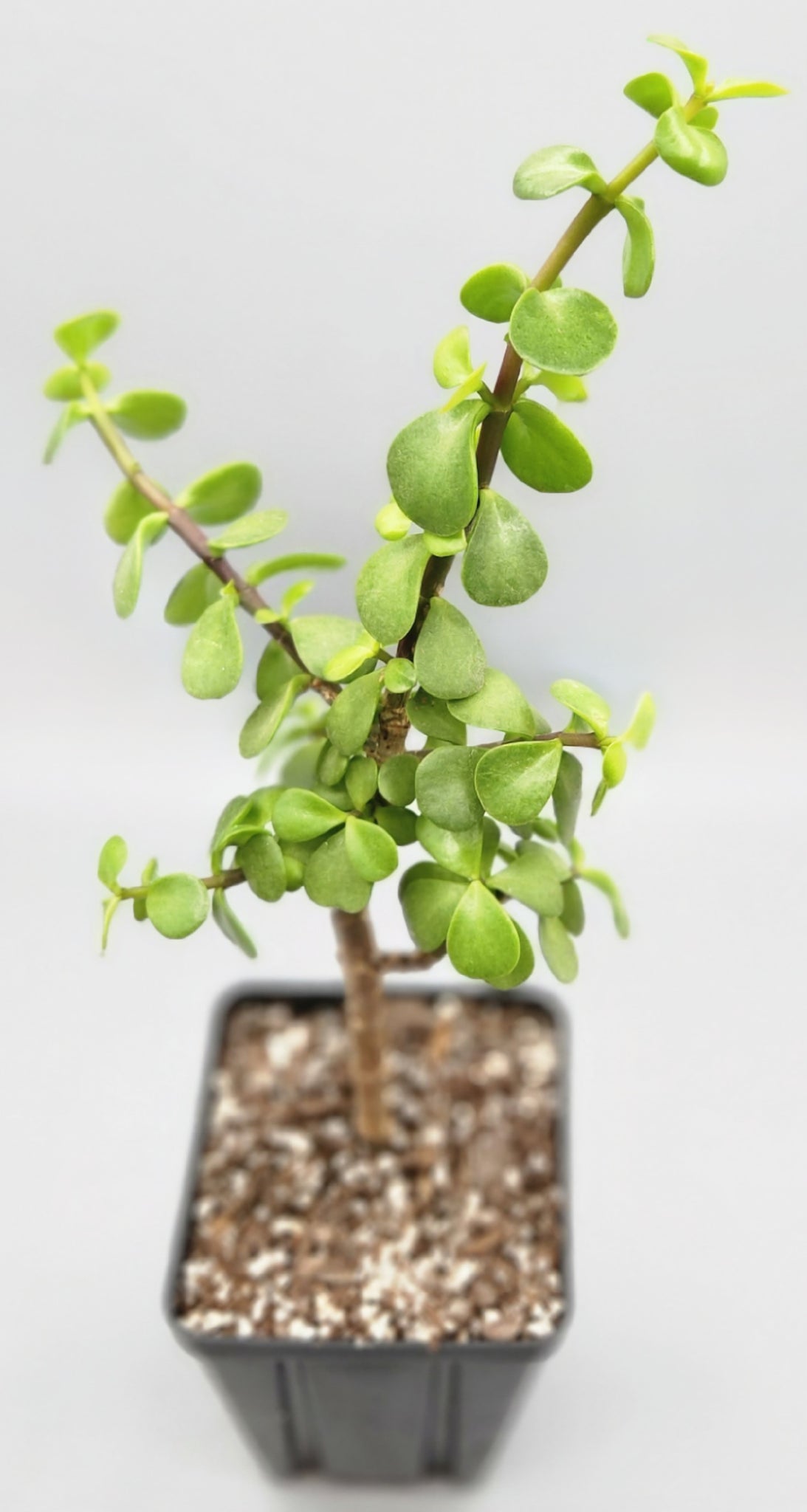is elephant bush a jade plant Portulacaria afra