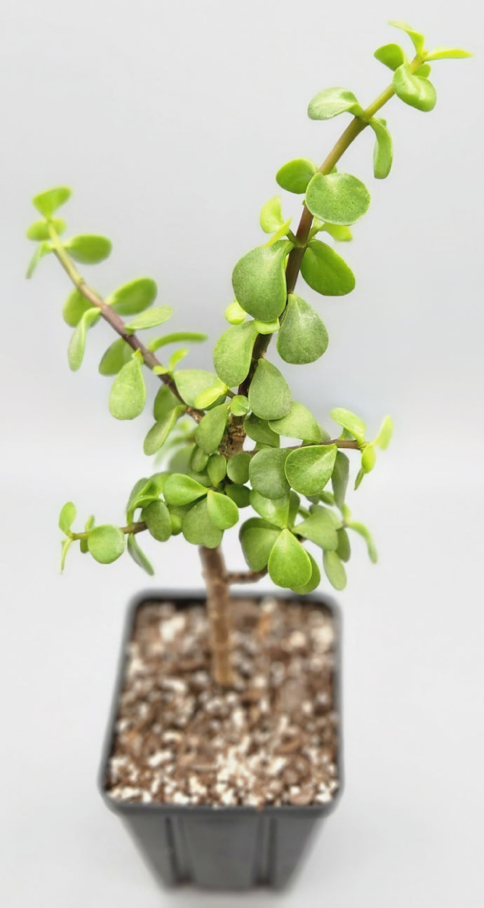 elephant jade plant Portulacaria afra