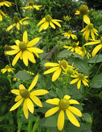 Rudbeckia Laciniata - Cutleaf coneflower