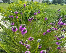Load image into Gallery viewer, Glad to Be a Glade – Plant Power Pack
