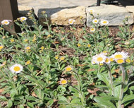 Glad to Be a Glade – Plant Power Pack