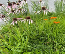 Load image into Gallery viewer, Ground &amp; Crown – Plant Power Pack
