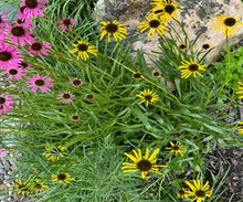 Load image into Gallery viewer, Ground &amp; Crown – Plant Power Pack

