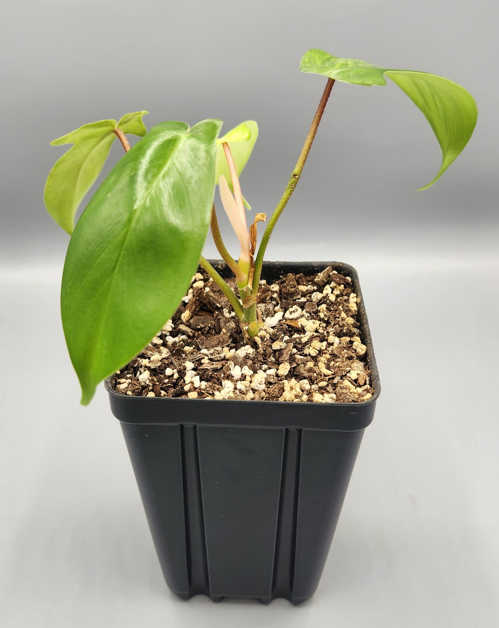 philodendron florida native Philodendron squamiferum
