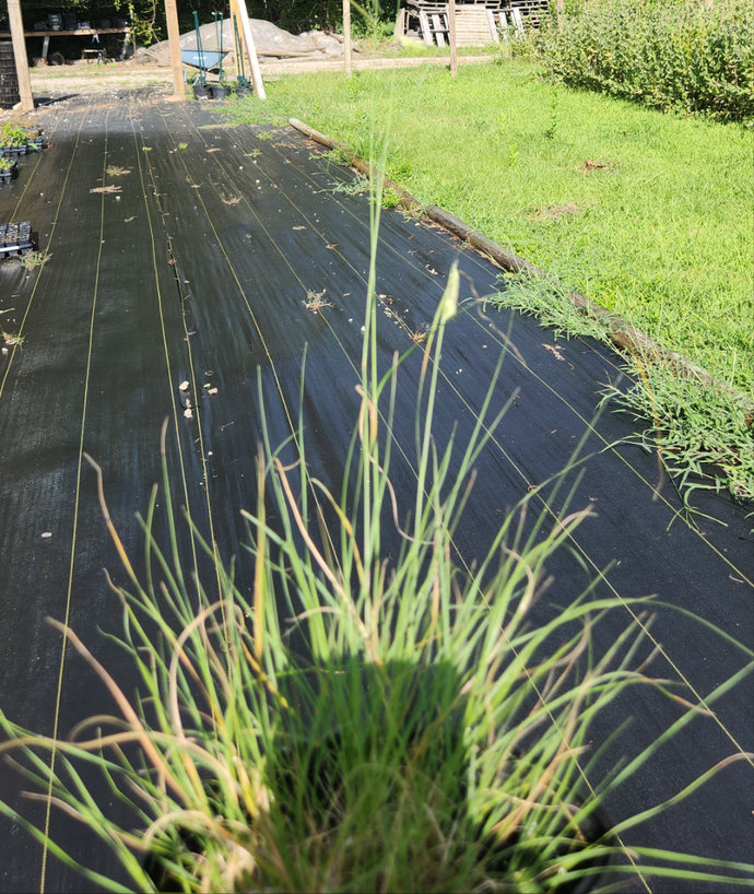 Boutelous hirsuta - Eyelash grass