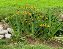 Load image into Gallery viewer, Reclaim the Rain – Plant Power Pack
