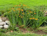 Reclaim the Rain – Plant Power Pack