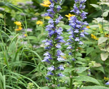 Load image into Gallery viewer, Reclaim the Rain – Plant Power Pack
