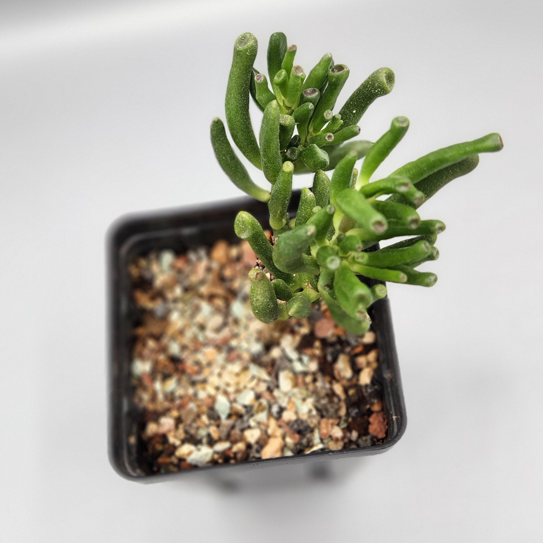 ogre succulent Crassula ovata 'Gollum'