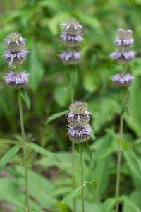 Blephilia Ciliata - Ohio Horse Mint