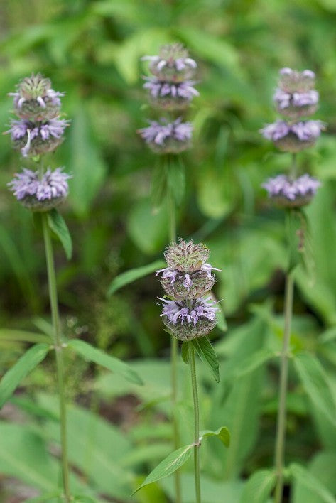 Blephilia Ciliata - Ohio Horse Mint