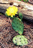 Opuntia Humifusa - Eastern Prickly Pear