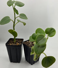 Load image into Gallery viewer, Peperomia incana - Felted Pepperface
