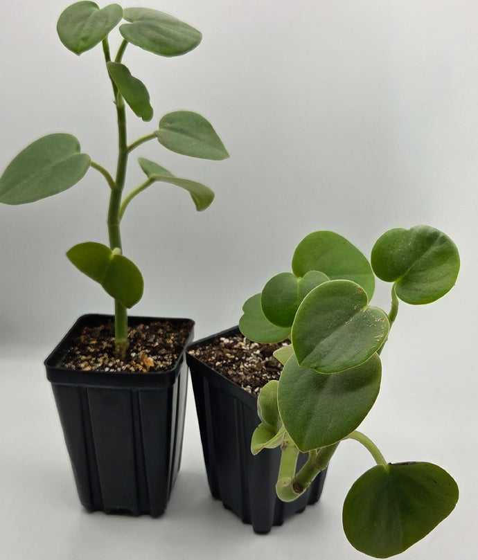 Peperomia incana - Felted Pepperface