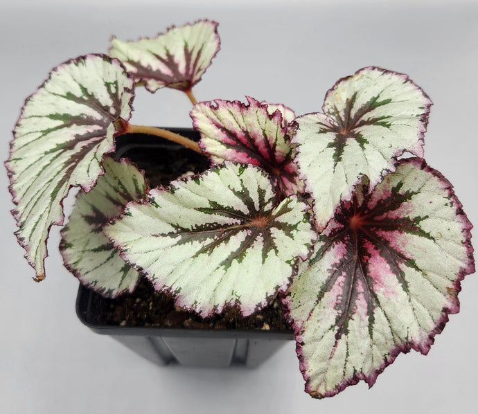 Begonia rex-cultorum - Rex Begonia