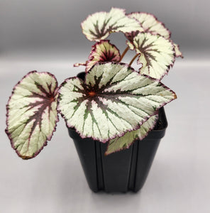 Begonia rex-cultorum - Rex Begonia